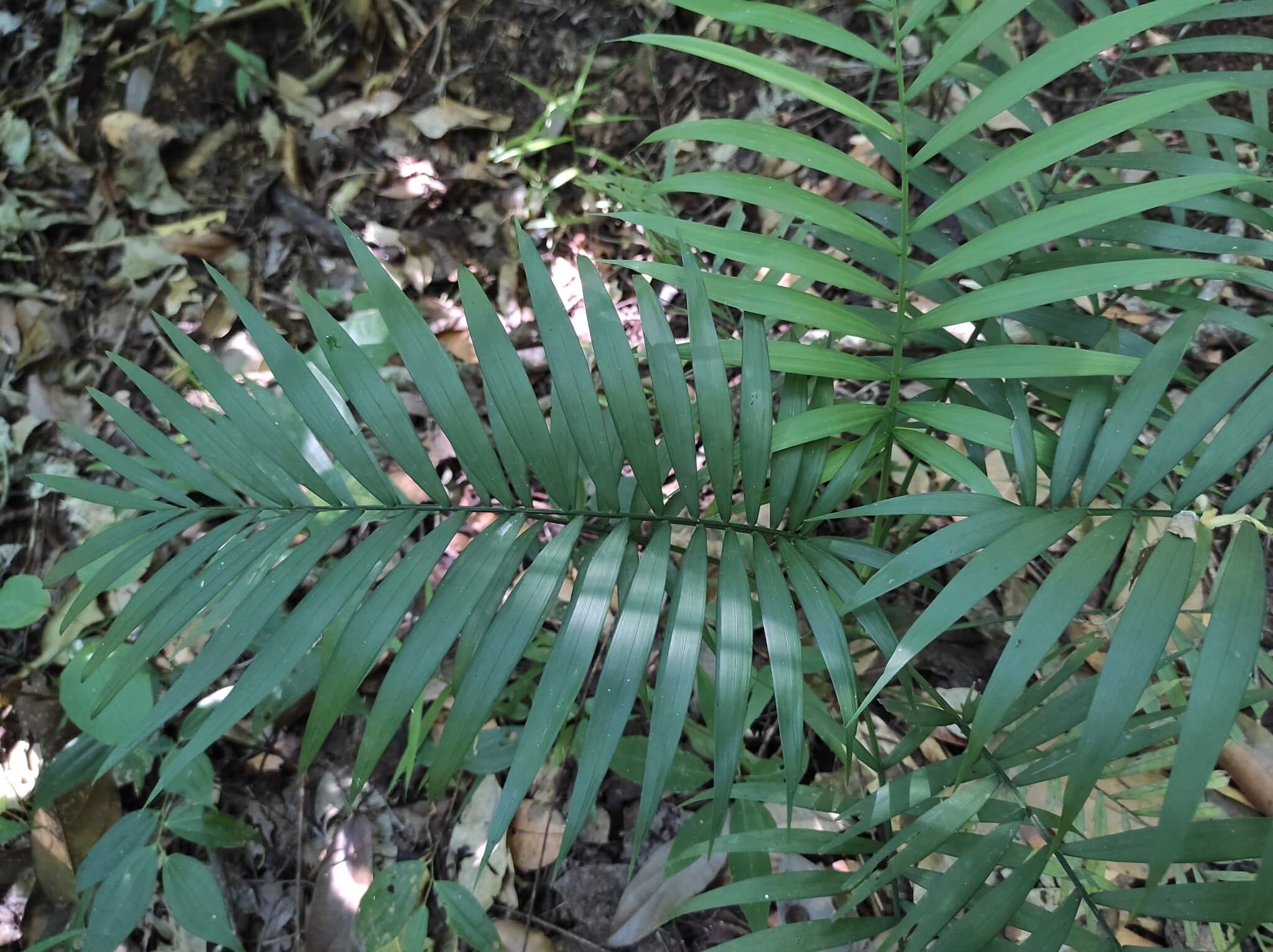 Chamaedorea elegans